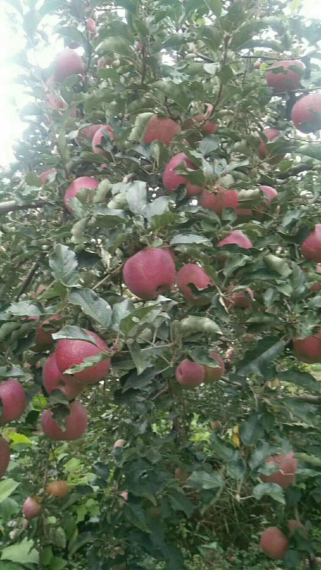  昭通丑苹果