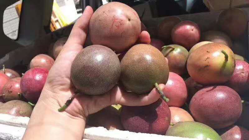 北流市紫香一号百香果 50 - 60克