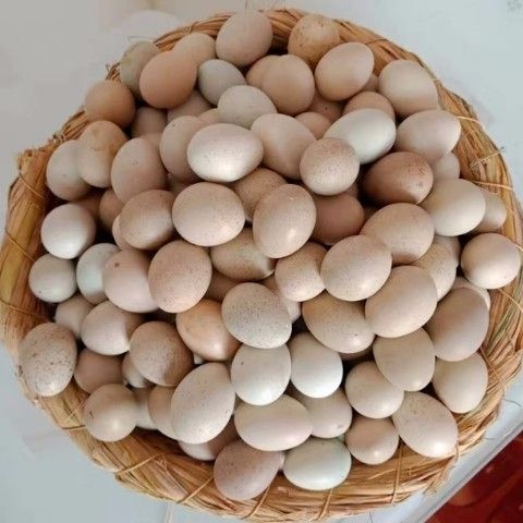 淮安芦丁蛋 食用 箱装