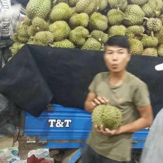 河口县 泰国金枕榴莲
