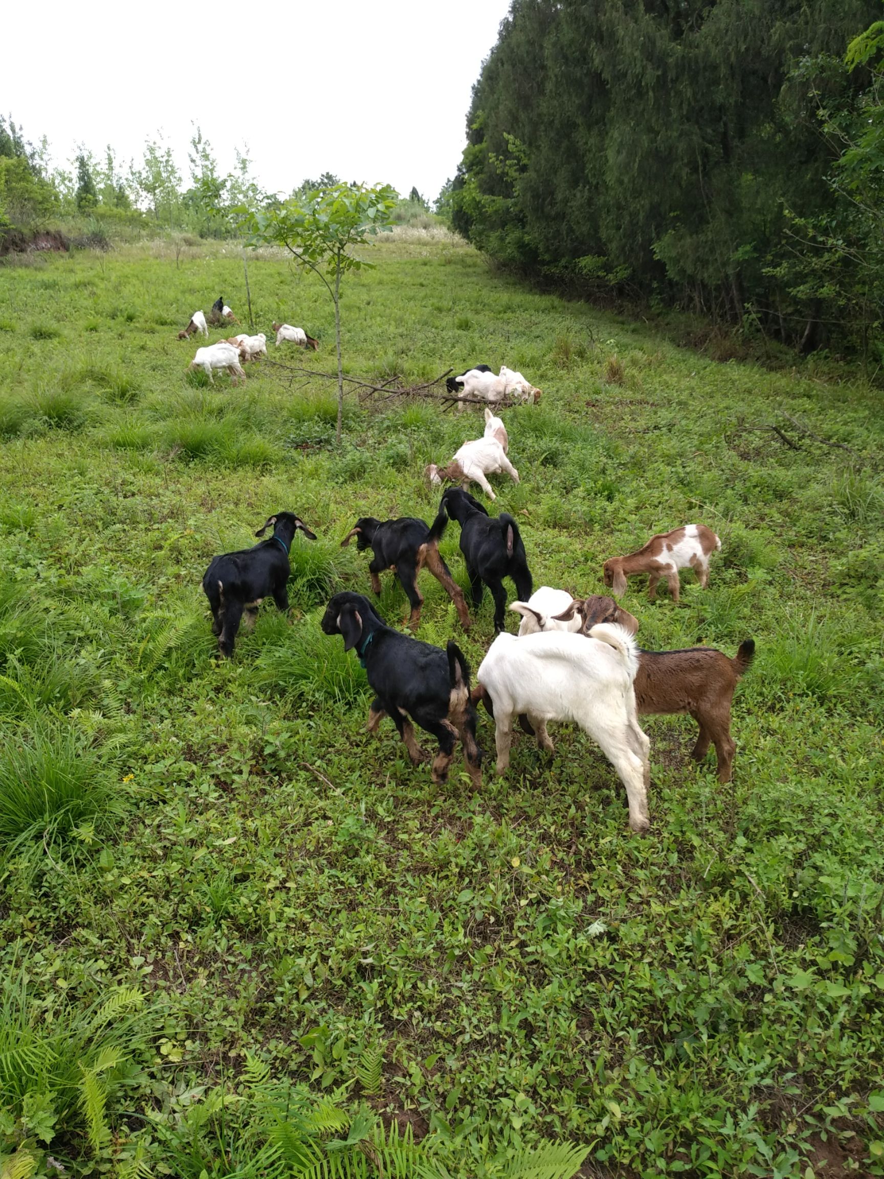 30斤以下羊批发采购_30斤以下羊供应_30斤以