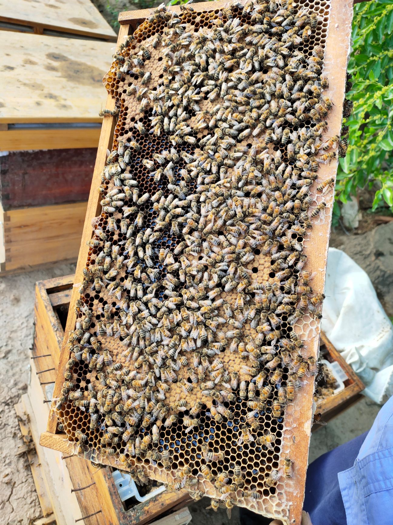 槐花蜜 原浆纯正洋槐蜜保质保量假一赔十欢迎大家采购咨询