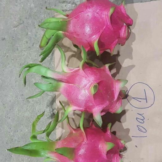 河口县 越南火龙果