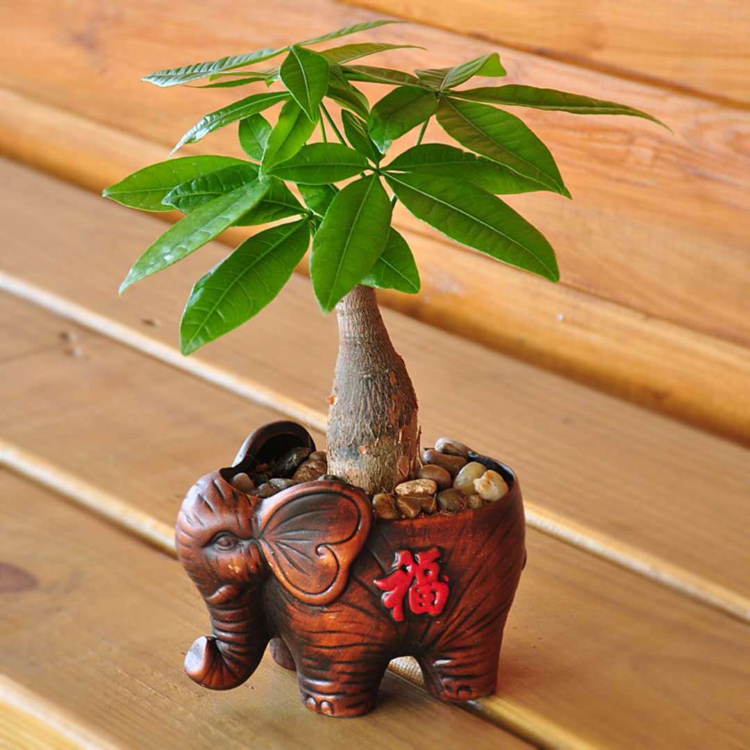 盆栽发财树 发财树盆栽室内花卉小盆景办公室绿色植物客厅招财金钱树盆栽绿植