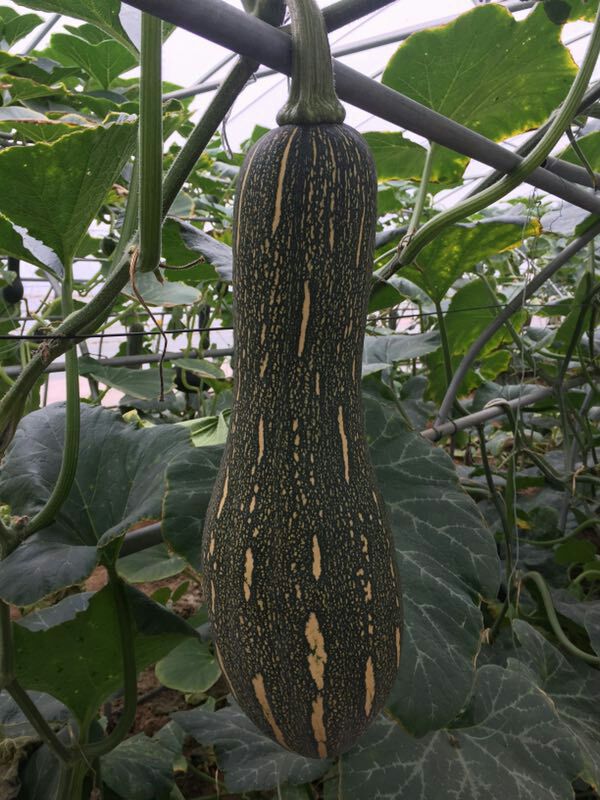 蜜本南瓜种子  蜜本南瓜      耐热  耐湿 淀粉细腻 口感香甜