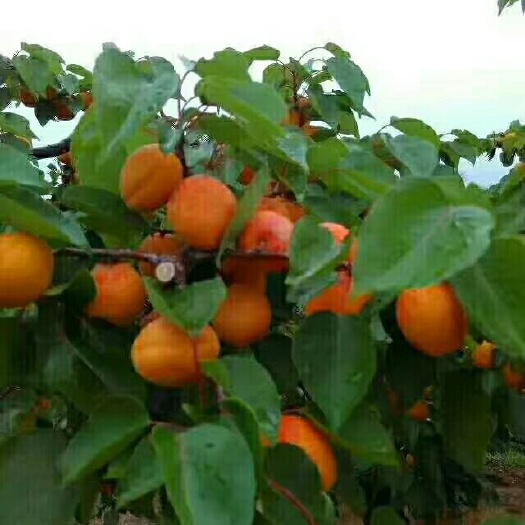 凌海市金太阳杏 金太阳