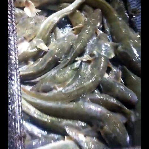 连云港 连云港大赣榆  沙光鱼  肉质细腻鲜美。