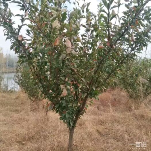 砀山县青脆李苗 李子树
