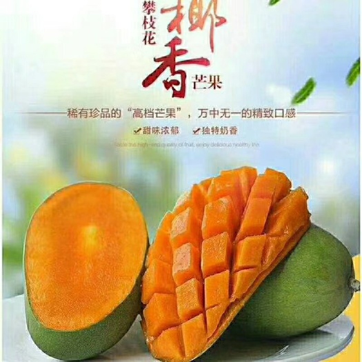 米易县 攀枝花米易椰香芒果无公害自家果园采摘包邮