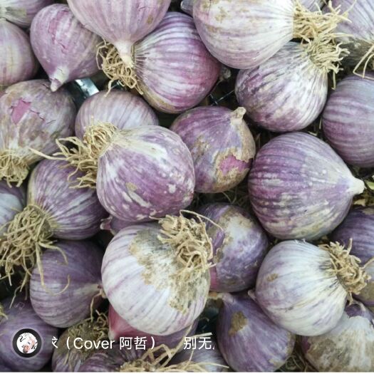 黑山县独头蒜 混级统货