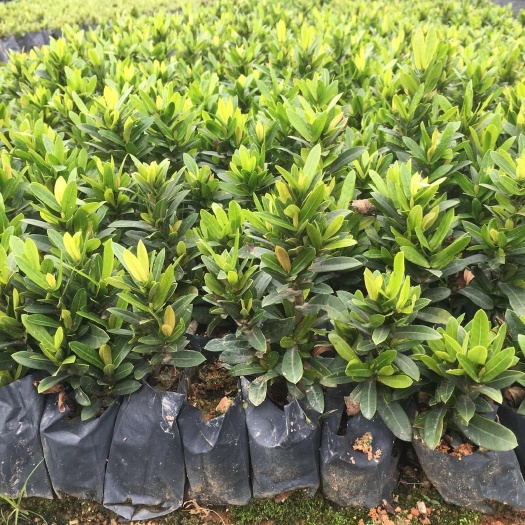 揭阳 出售3-7斤袋小叶龙船花