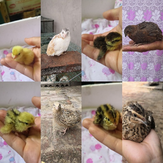 安平县莎维法巨白莎维非洲黑 大体肉鹌鹑种蛋，莎维，白莎维，非洲黑，法巨，种蛋