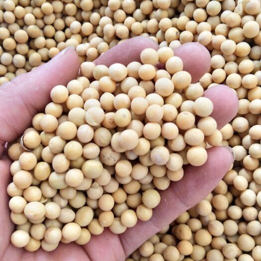 长沙黑龙江大豆 早餐专用黄豆  豆浆专用