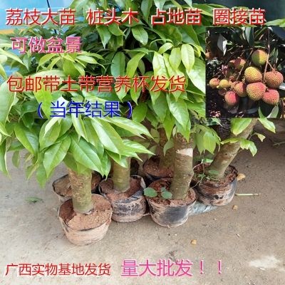 灵山县 荔枝占地苗荔枝圈接苗荔枝驳接苗荔枝高压苗南北方种植当年结果
