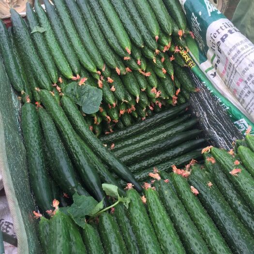 兰陵县 精品陆地黄瓜
