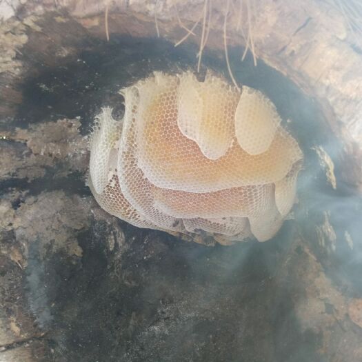盐源县 正宗土蜂蜜
