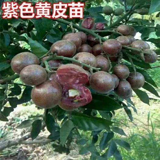 灵山县贵妃黄皮果苗 紫色黄皮嫁接苗根系非常好可带泥球发货