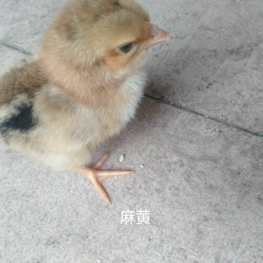 广州 鸡苗 麻黄鸡苗