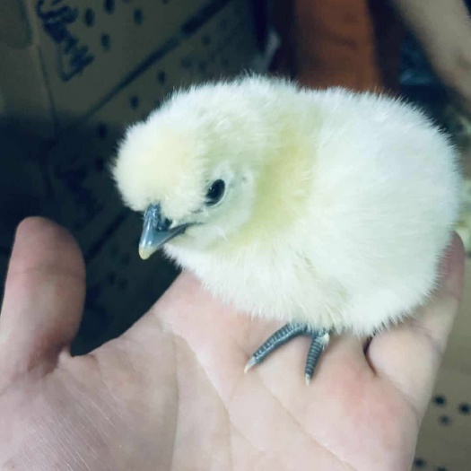 广州白凤乌鸡苗 竹丝鸡又名白凤乌鸡