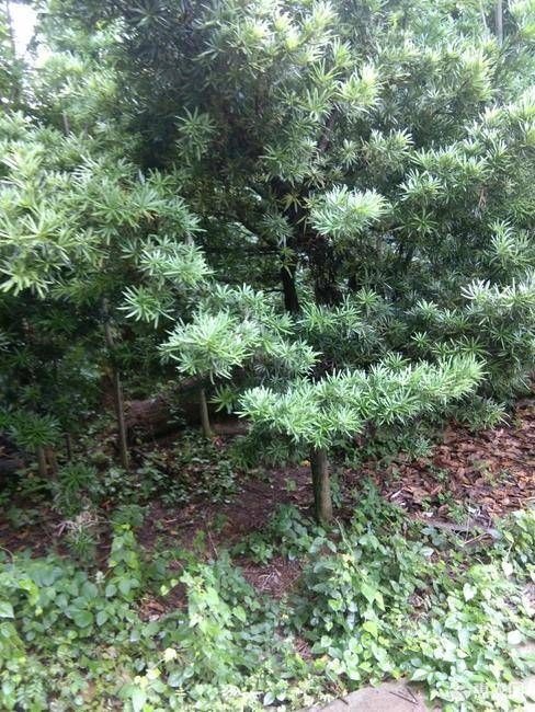 九江 罗汉松   水杉