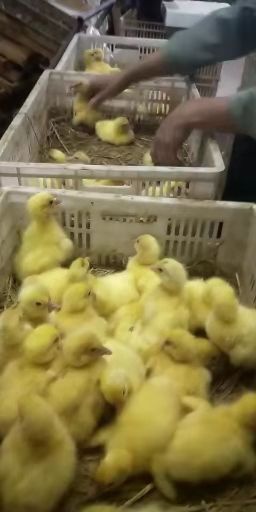 慈利县 鹅苗大三花小三花灰鹅苗品种齐全