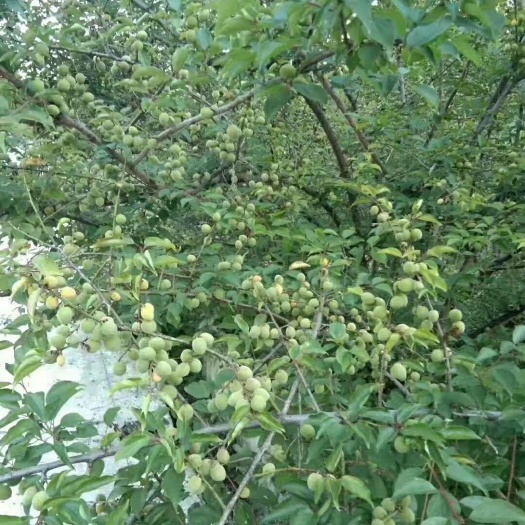 金川县 酸梅果地採摘季节寄将到来！需要地老板可以预订了