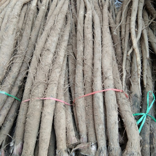  生鲜牛蒡大量上市要货的抓紧联系价格有点上涨