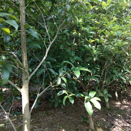 九江 桂花树