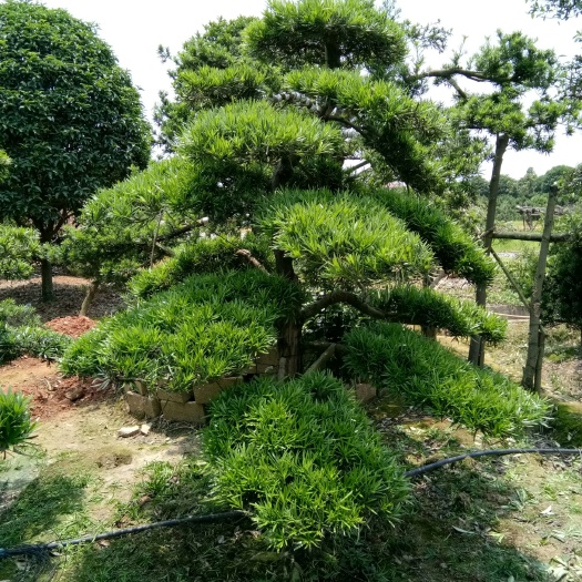 长沙县 自产造型罗汉松