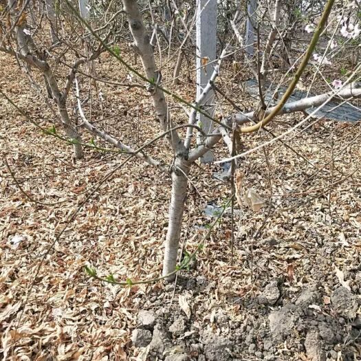 砀山县黄桃树苗 桃树