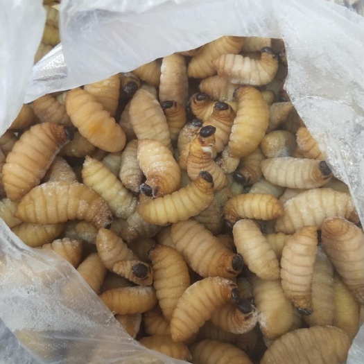 宝鸡竹蛆 笋蛆笋蛹竹笋虫
