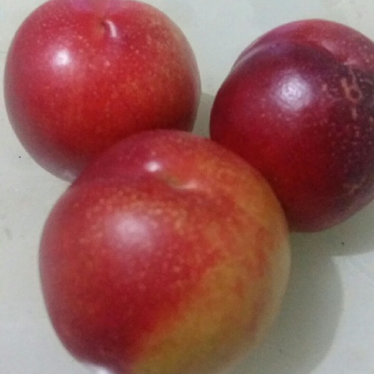 蒙阴县蒙阴蜜桃 60mm以上 3 - 4两