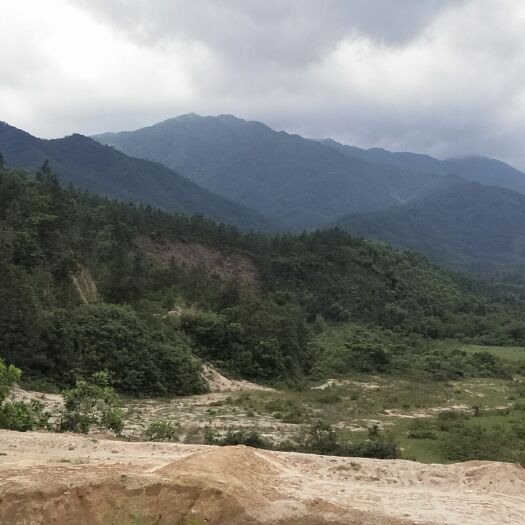 鹤山市 专注纯生态野生纯蜂蜜
