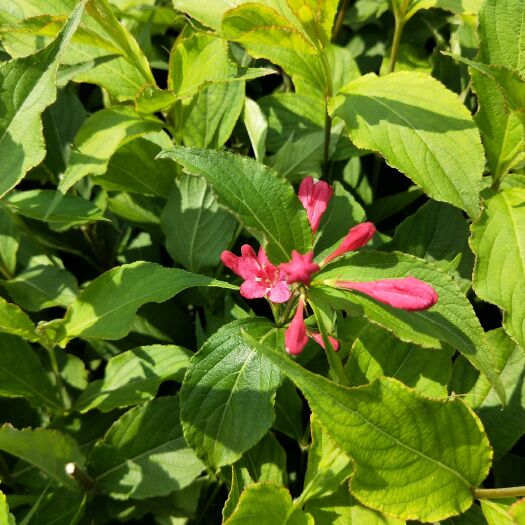 锦带花   红王子锦带锦带绿化用锦带容器苗