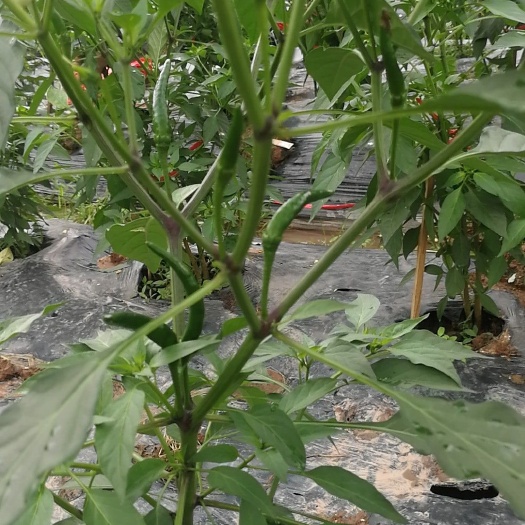 衡山县 品名，美艳朝天椒。已经少量上市支持零售，350亩种植面积。