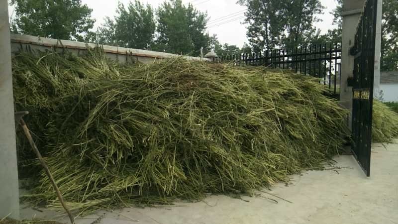阜阳益母草
