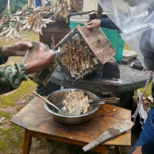 兴山县 大山里养蜂，空气真好，蜂蜜也真好，