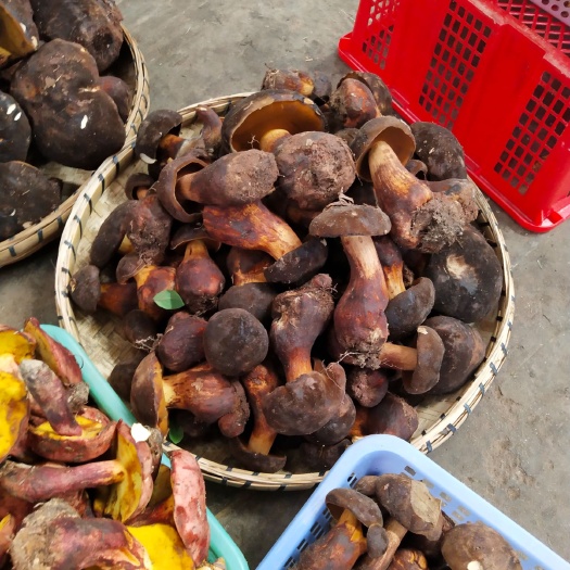 昆明 新鲜野生牛肝菌