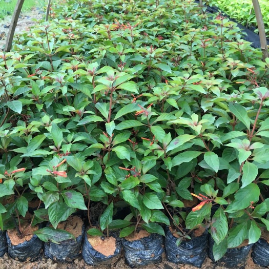 揭阳茉莉花苗 出售3-7斤袋希茉莉 希美丽