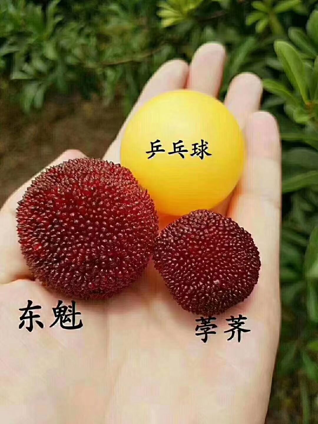 荸荠杨梅  仙居杨梅