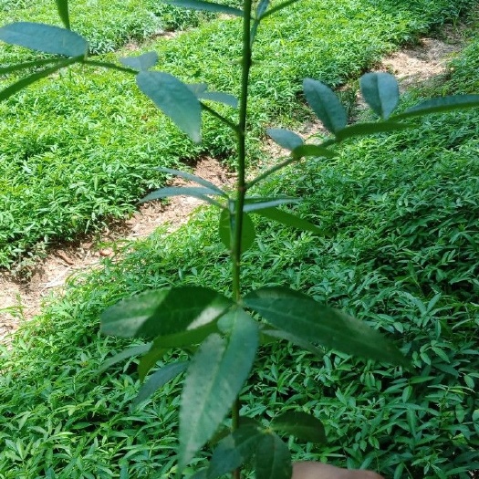 巧家县九叶青花椒苗