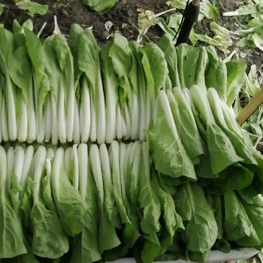 成都欣皇小白菜  精品小白菜