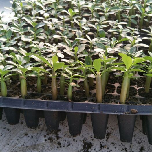 佛山沙漠玫瑰种苗多肉观叶盆栽