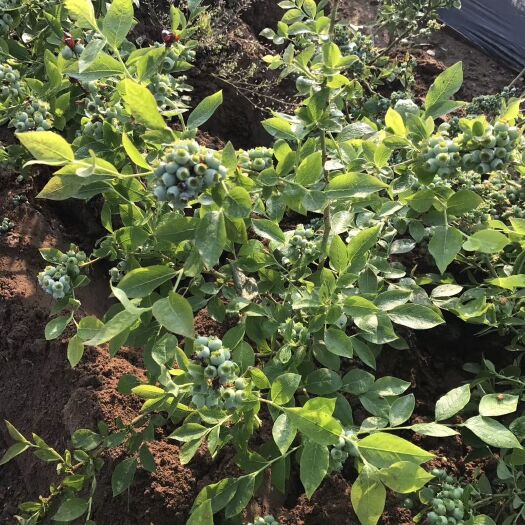 平邑县 蓝莓苗薄雾南大黑珍珠北春盆栽地栽苗