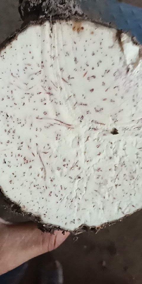广州紫芋 4cm以上