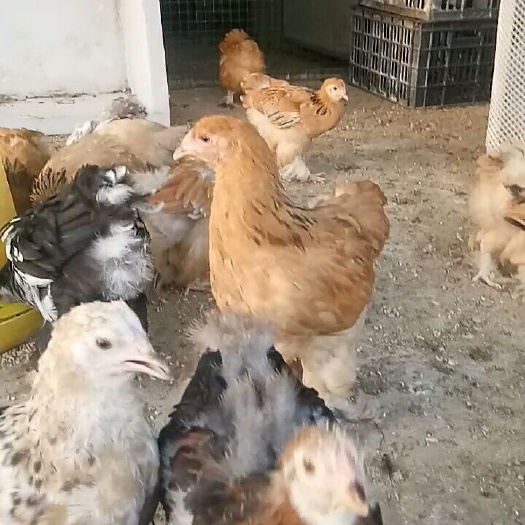 郓城县 波兰鸡