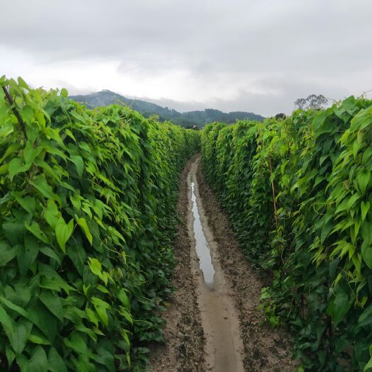 广州 紫山药：施有机肥，人工除草，已上巿新鲜现挖