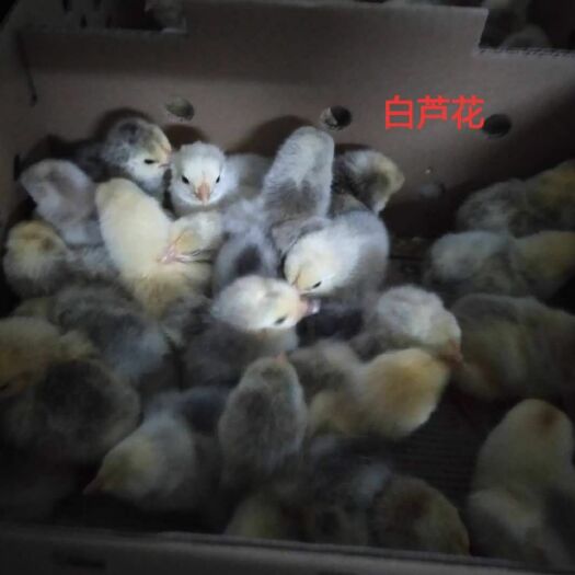 广州 鸡苗  白芦花
