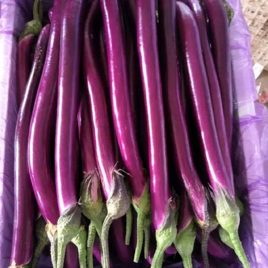 兰陵县紫长茄 20~30cm 长茄 