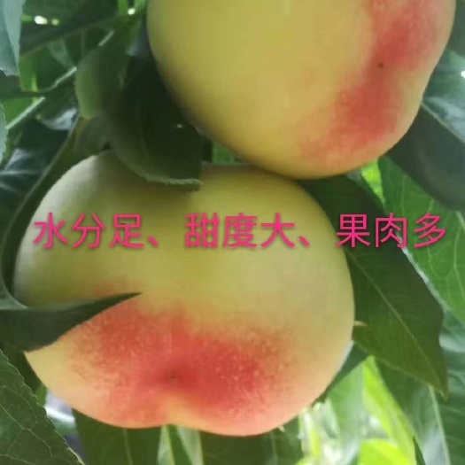 北京早玉 山西临猗嶷山苹果基地的桃子熟了。欢迎各界朋友前来订购。
